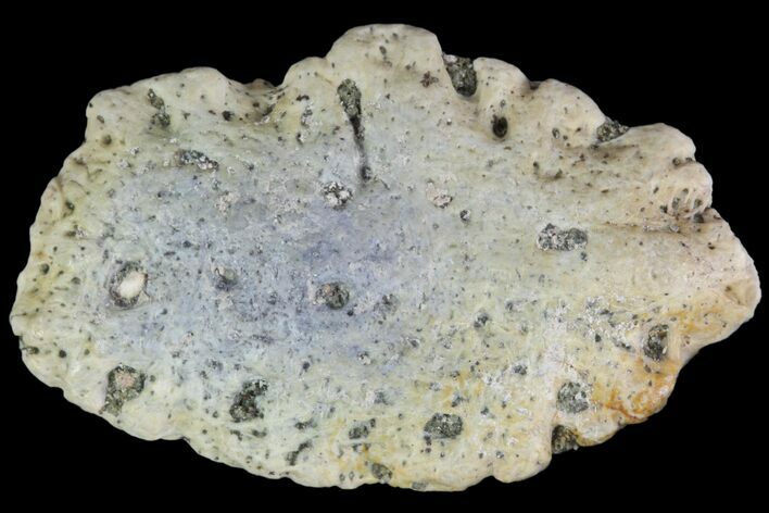 Fossil Phytosaur Scute - Arizona #89957